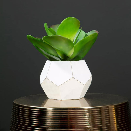 Fiori Succulent in White Geo Cement Pot