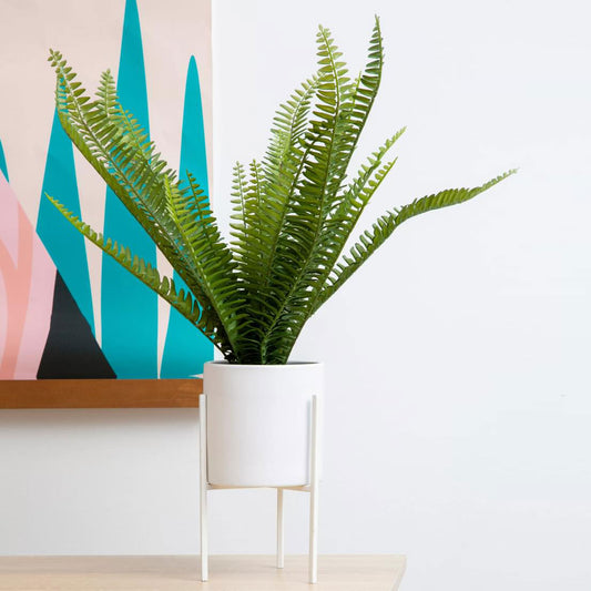 Fiori Fern with White Cement Pot and Iron Stand