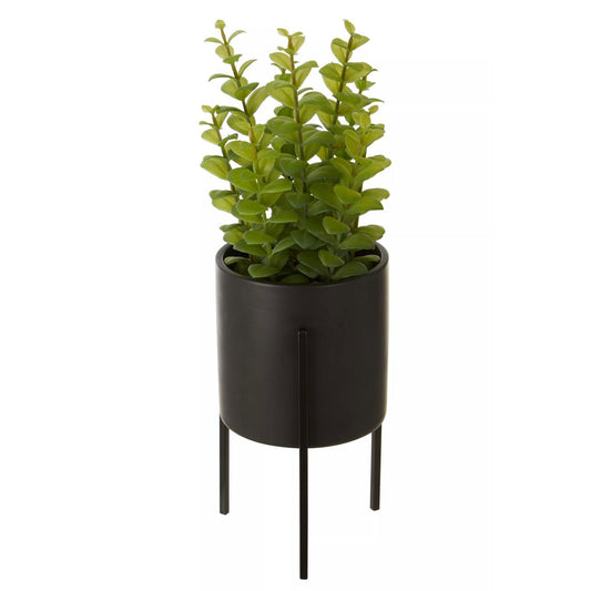 Fiori Thyme in Black Faux Concrete Pot on Stand