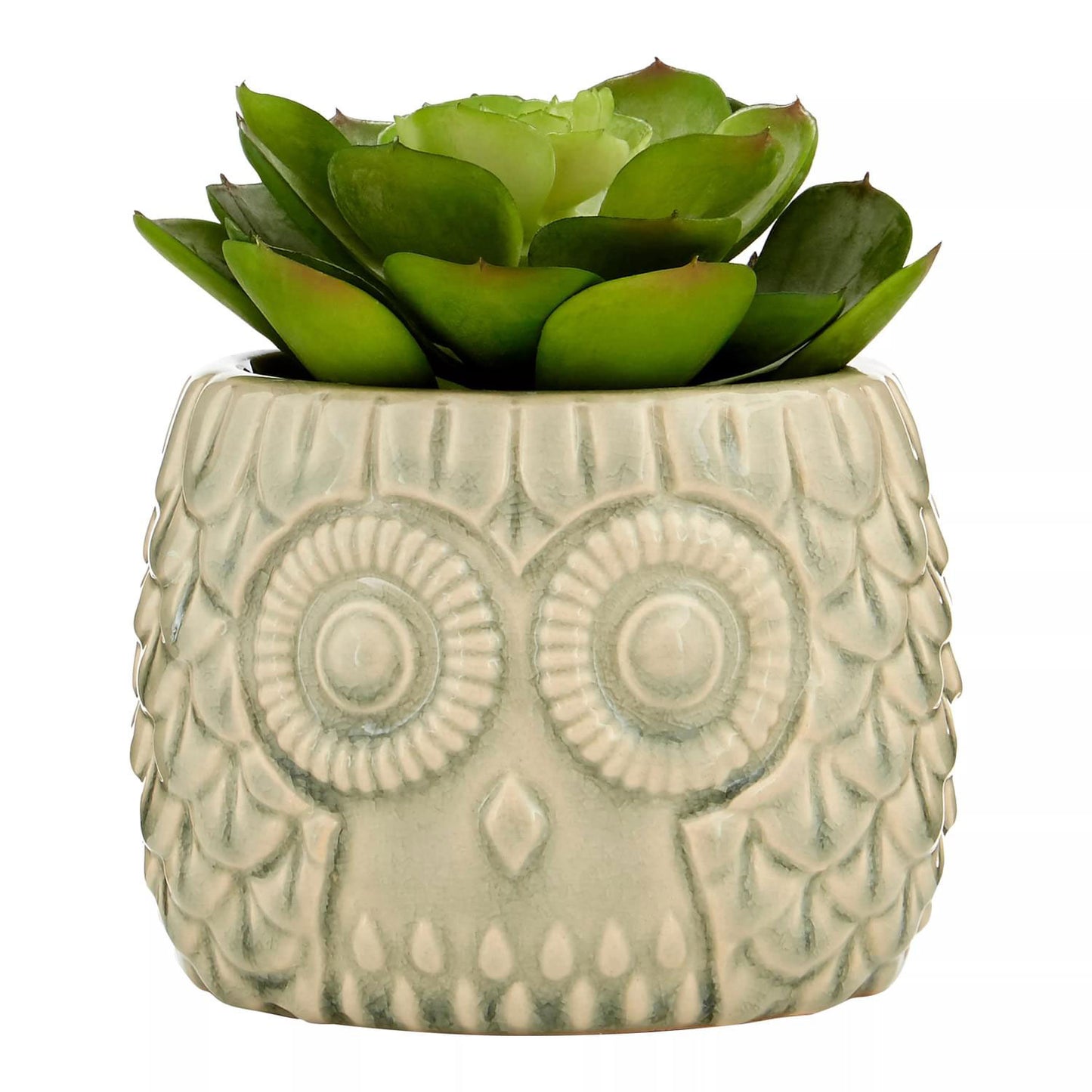 Fiori Large Succulent in Grey Ceramic Owl Pot