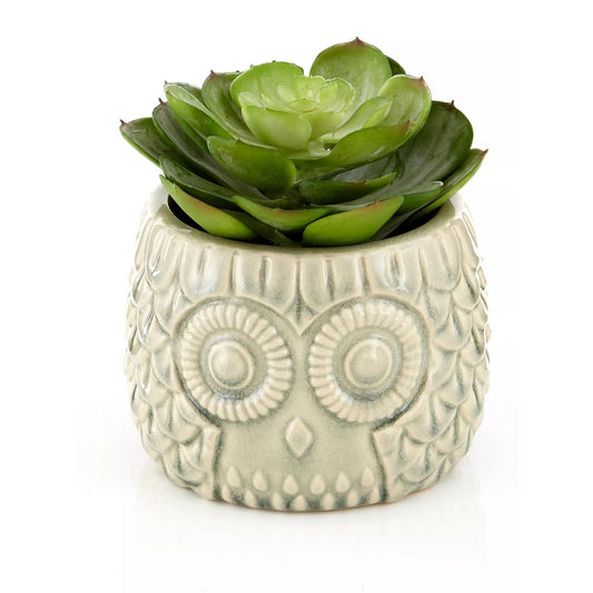 Fiori Large Succulent in Grey Ceramic Owl Pot