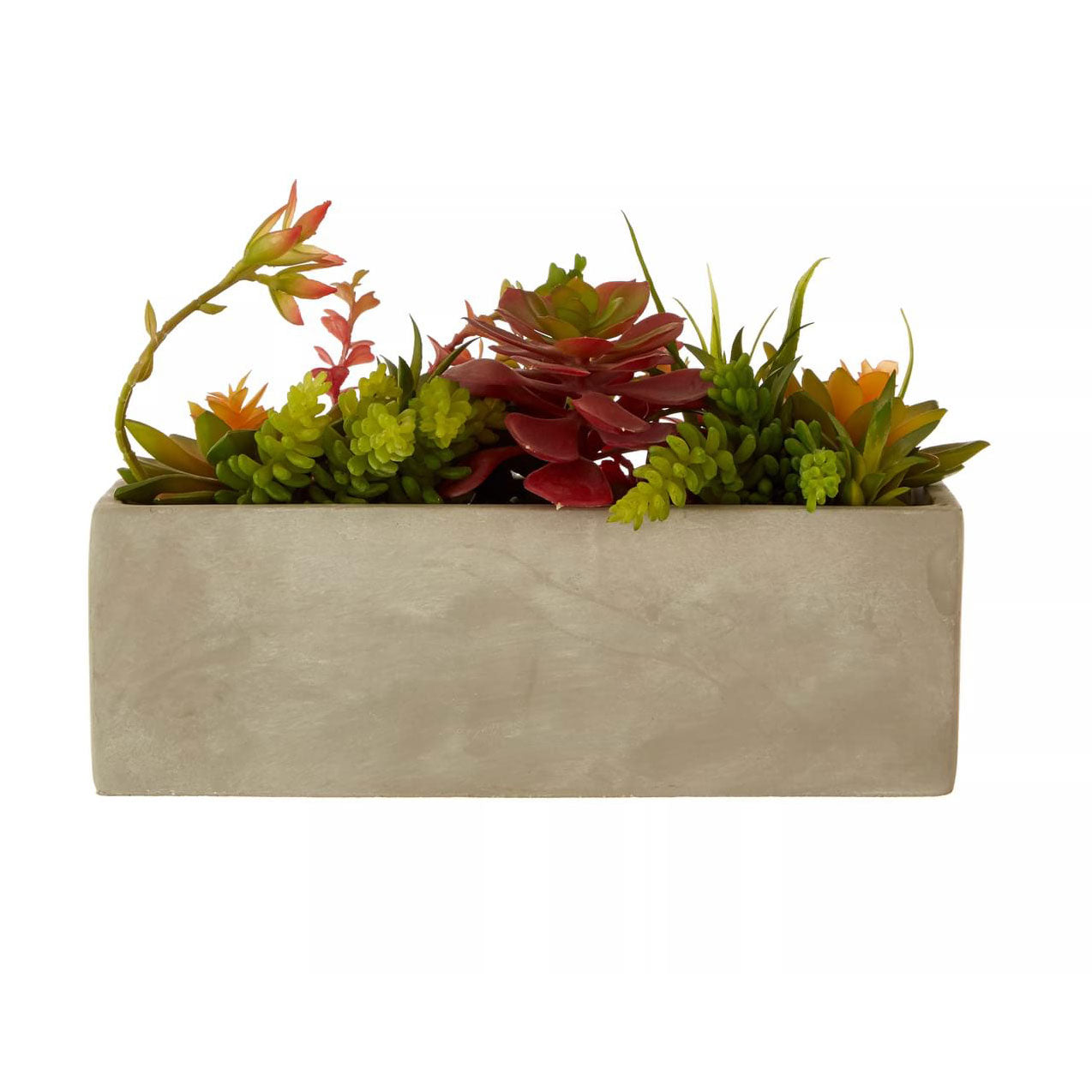 Fiori Mixed Succulents with Cement Pot
