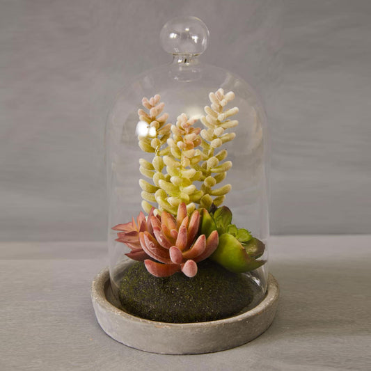 Fiori Small Succulent Dome with Cement Base