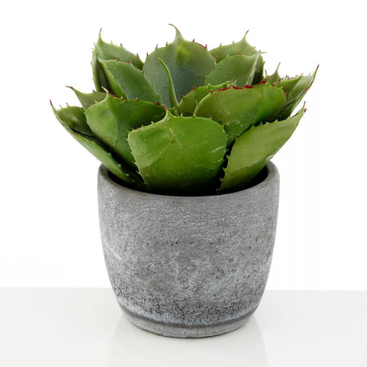 Fiori Large Succulent with Cement Pot