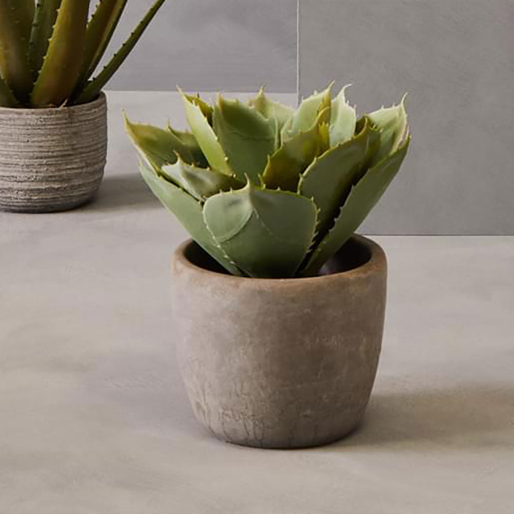 Fiori Large Succulent with Cement Pot