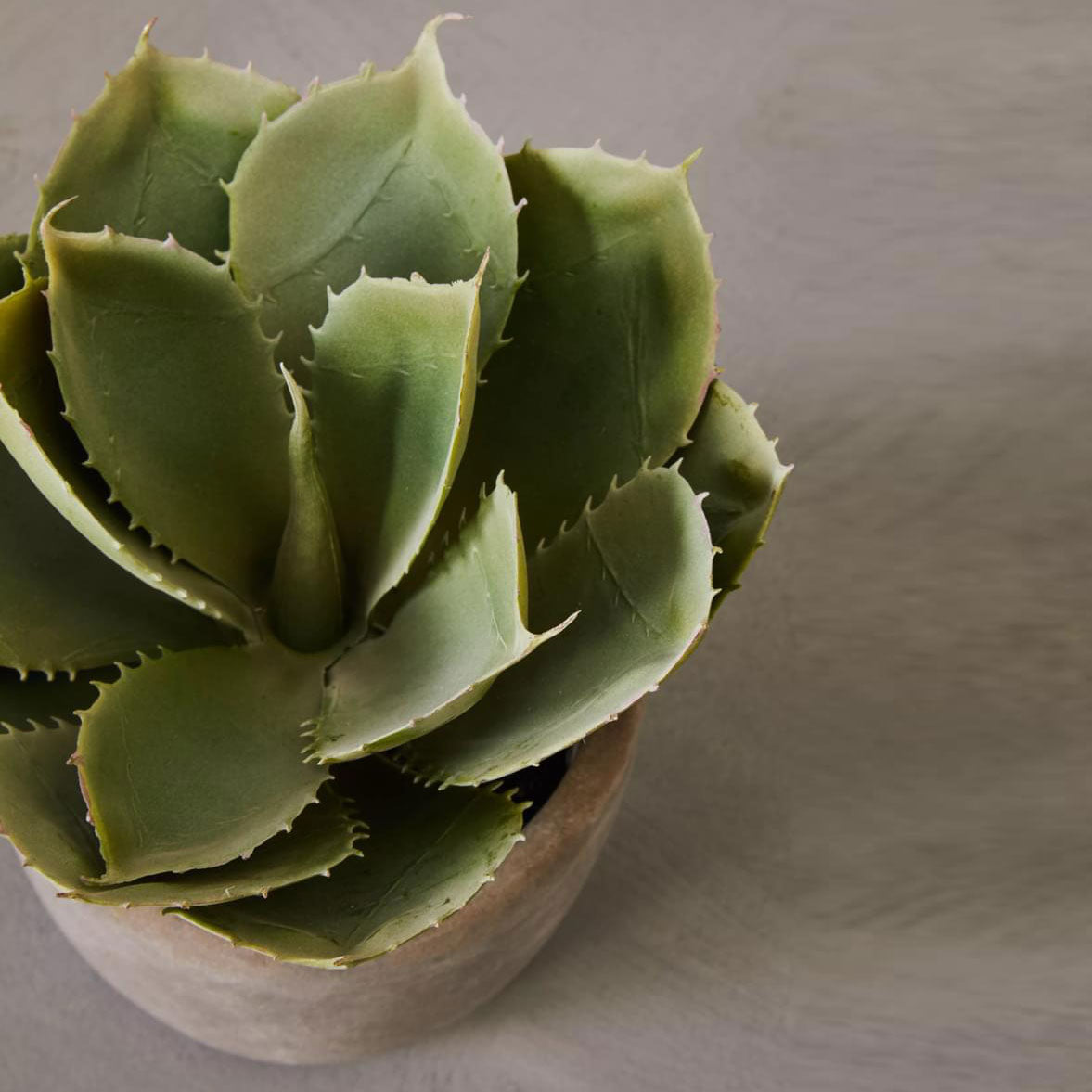 Fiori Large Succulent with Cement Pot