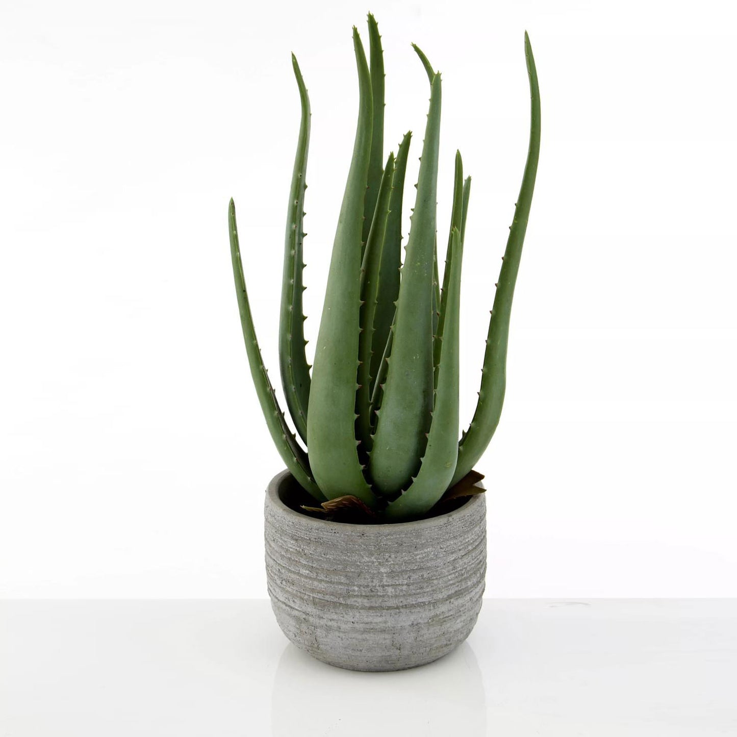 Fiori Large Aloe Vera with Cement Pot