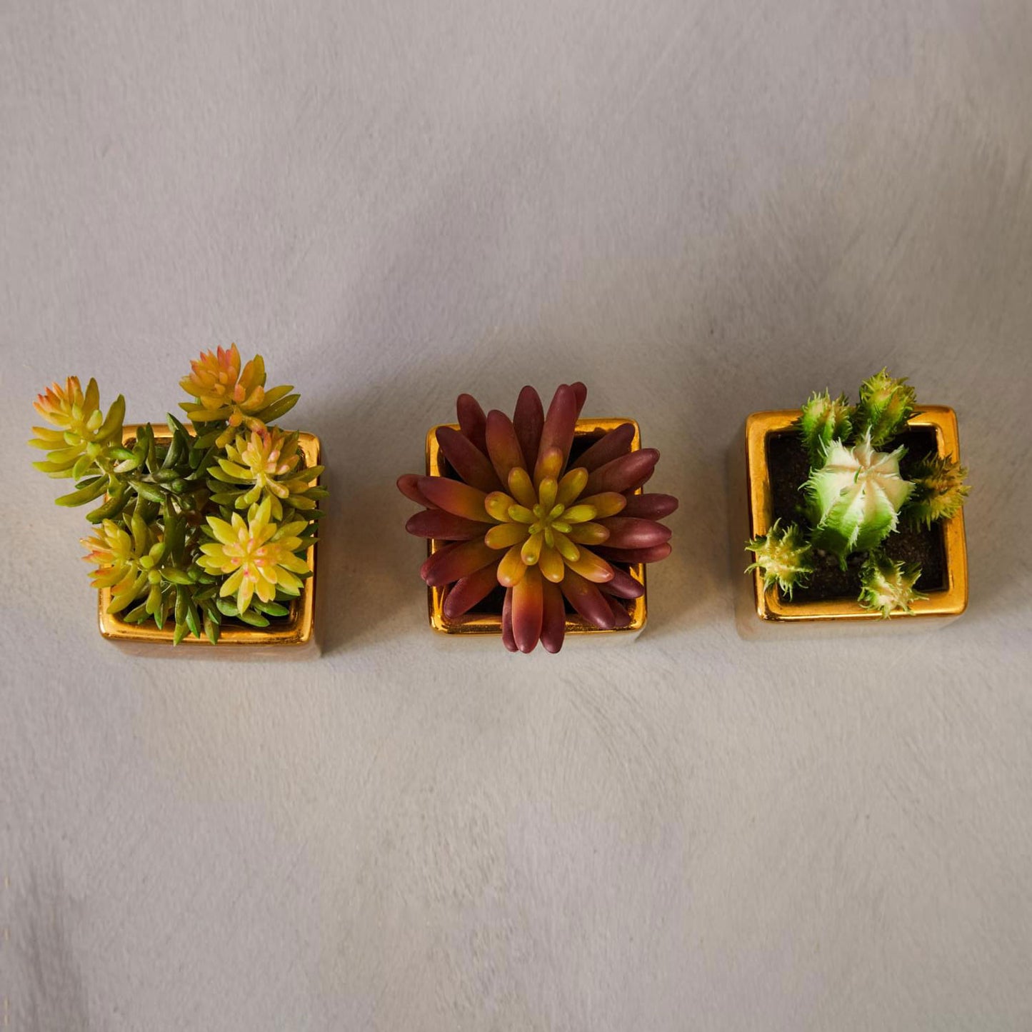 Fiori Mini Succulents in Gold Pots - Set of 3
