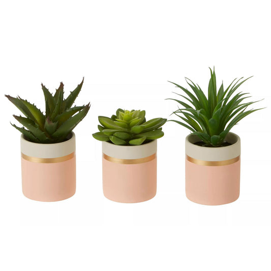 Fiori Set of 3 Pink Pot Succulents