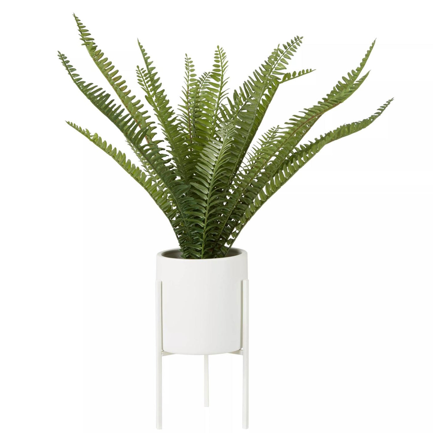 Fiori Fern with White Cement Pot and Iron Stand