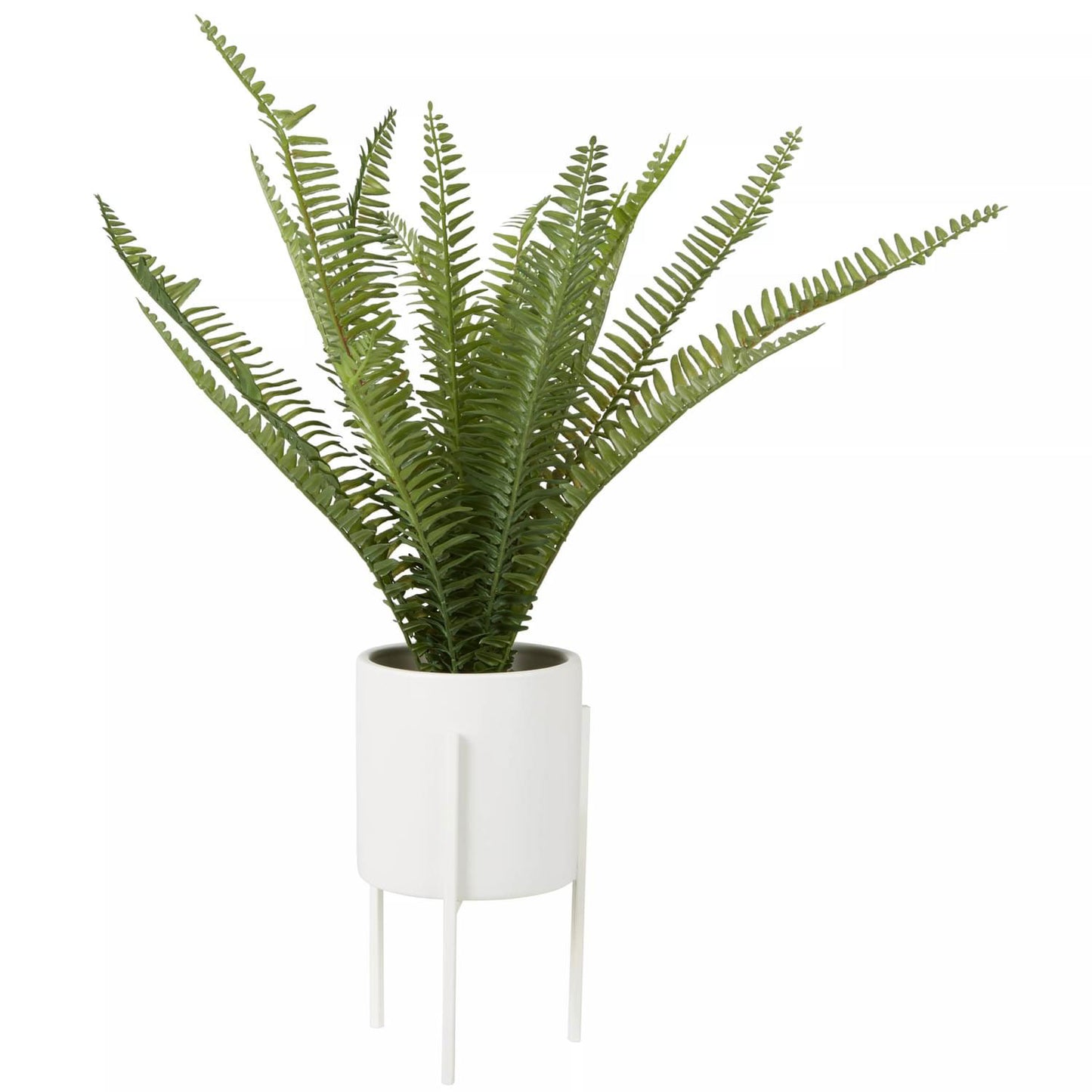 Fiori Fern with White Cement Pot and Iron Stand