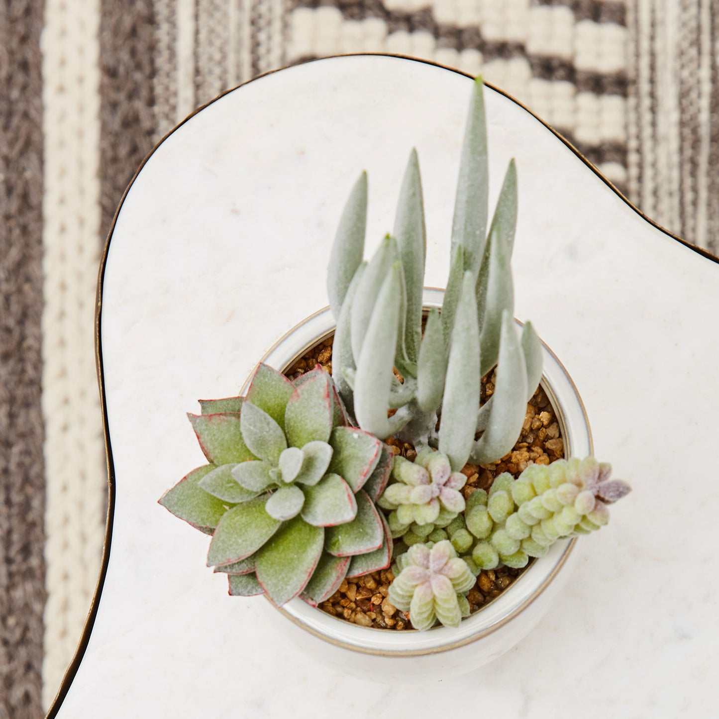 Fiori Mixed Succulents In White Ceramic Pot