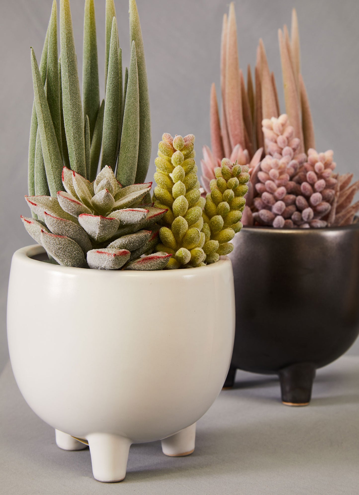 Fiori Mixed Succulents In White Ceramic Pot