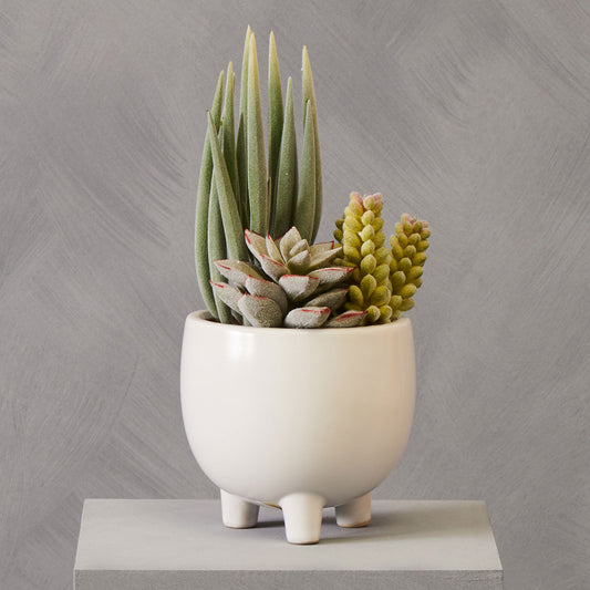 Fiori Mixed Succulents In White Ceramic Pot