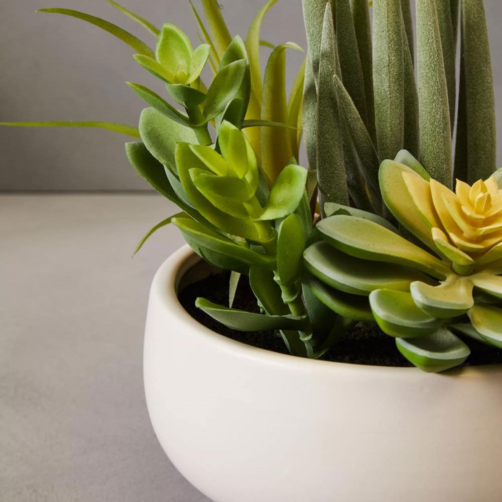 Fiori Mixed Succulents In White Large Ceramic Pot