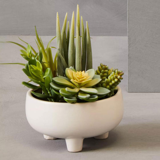 Fiori Mixed Succulents In White Large Ceramic Pot