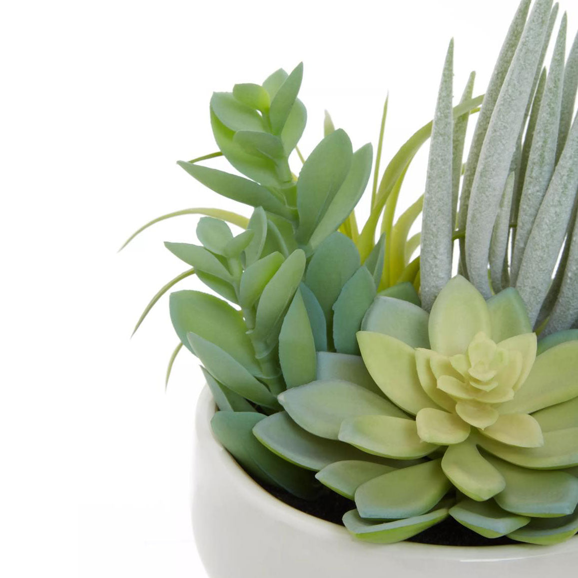 Fiori Mixed Succulents In White Large Ceramic Pot