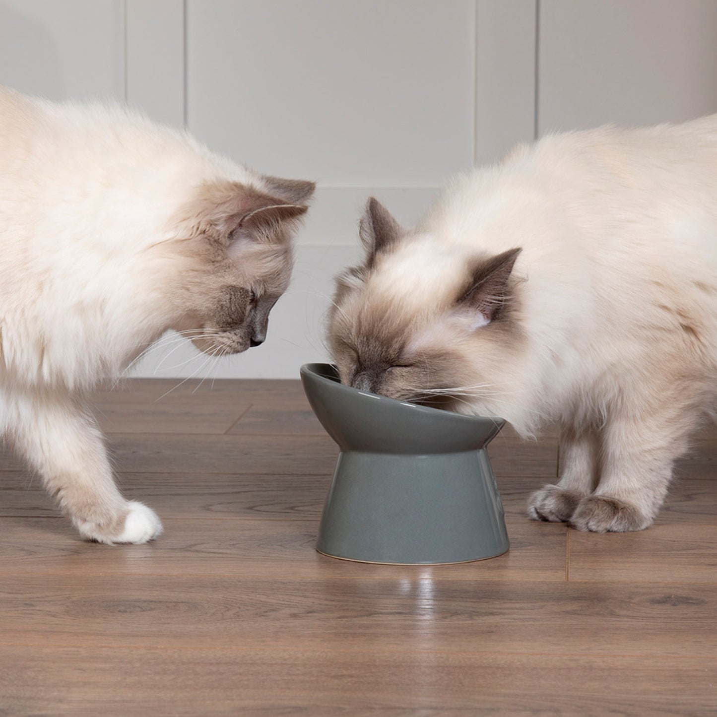 Scruffs Grey Classic Raised Cat Feeder Bowl & Saucer Set