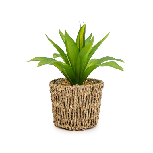 Artificial Succulent In Seagrass Basket