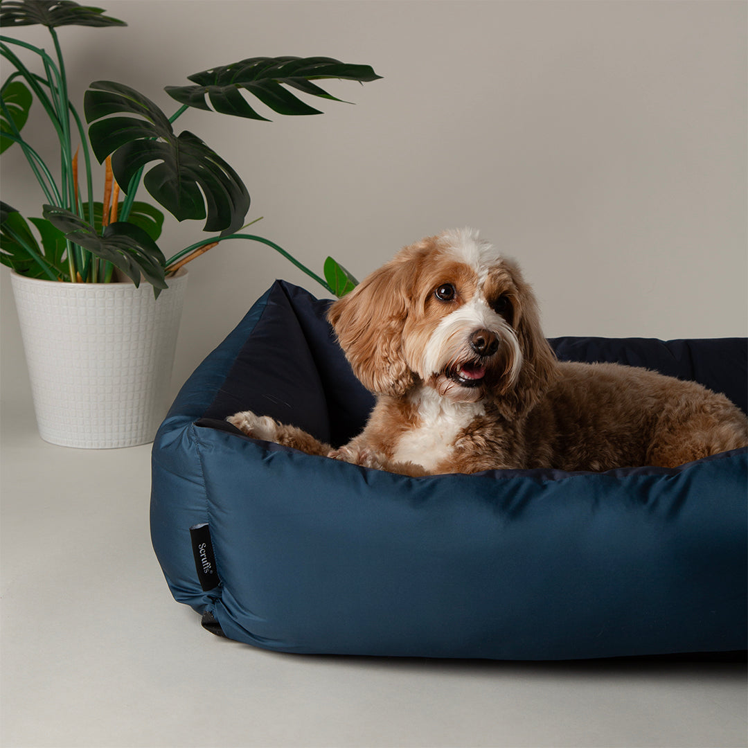 Scruffs Expedition Atlantic Blue Dog Box Bed