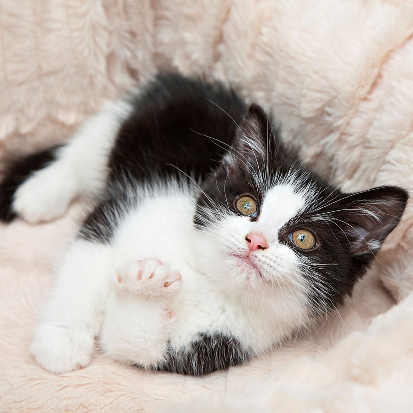 Scruffs Ellen Light Grey Pet Donut Bed