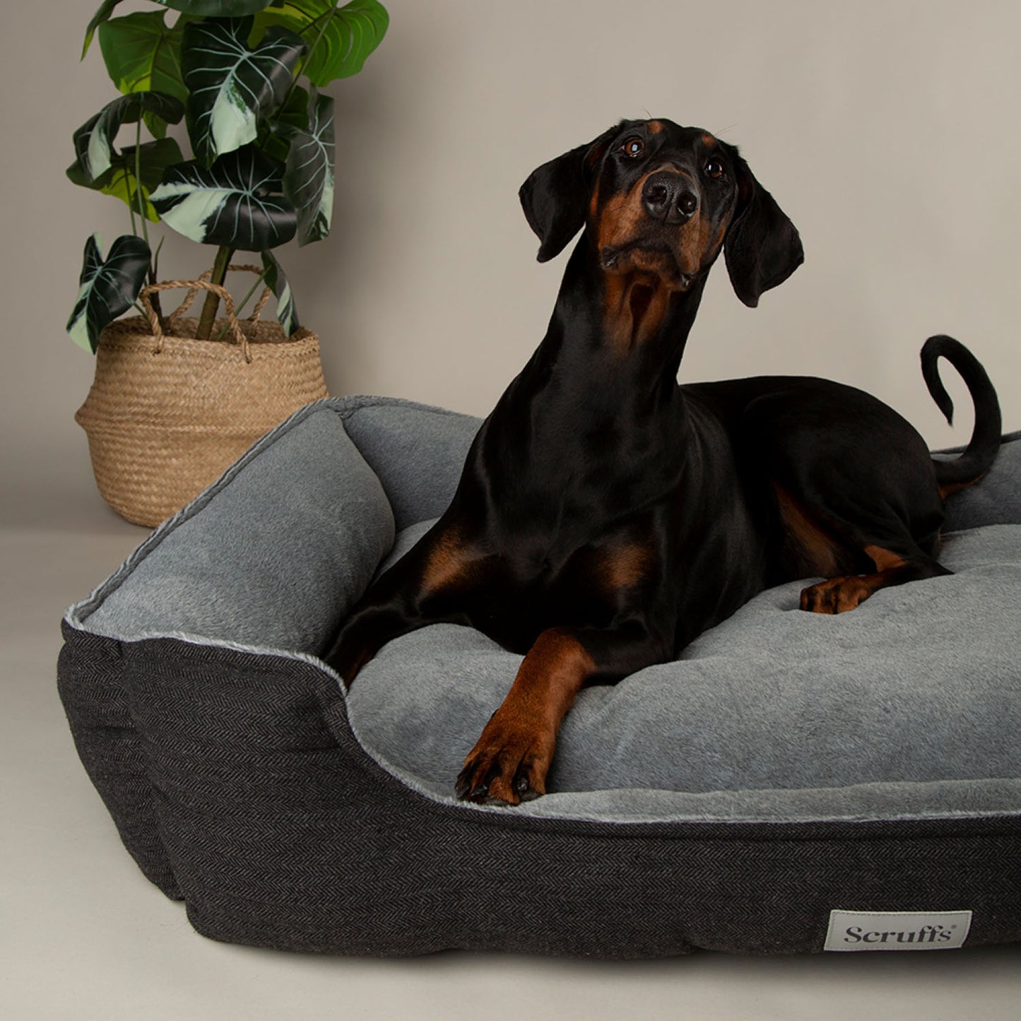 Scruffs Harvard Graphite Memory Foam Water Resistant Box Dog Bed