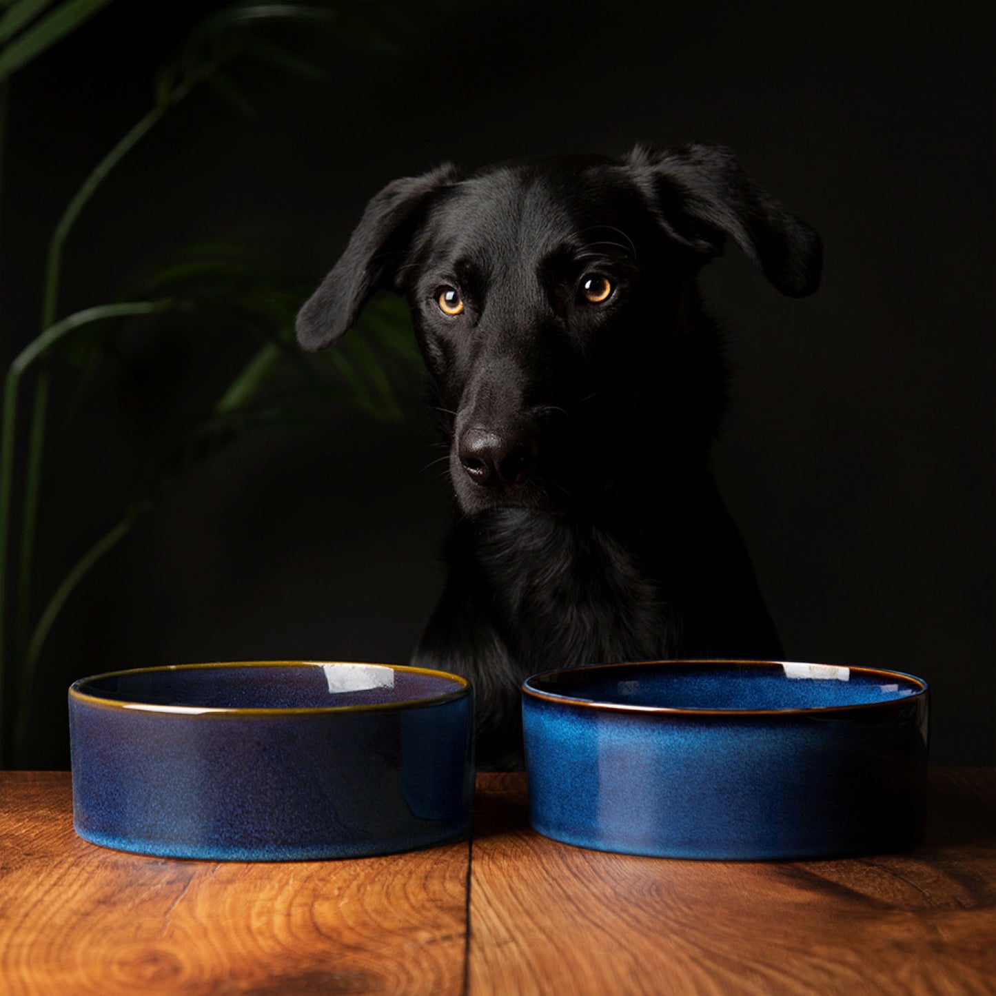 Scruffs Ceramic Heavy Duty Midnight Blue Reactive Glaze Dog Bowls (2pc Set)