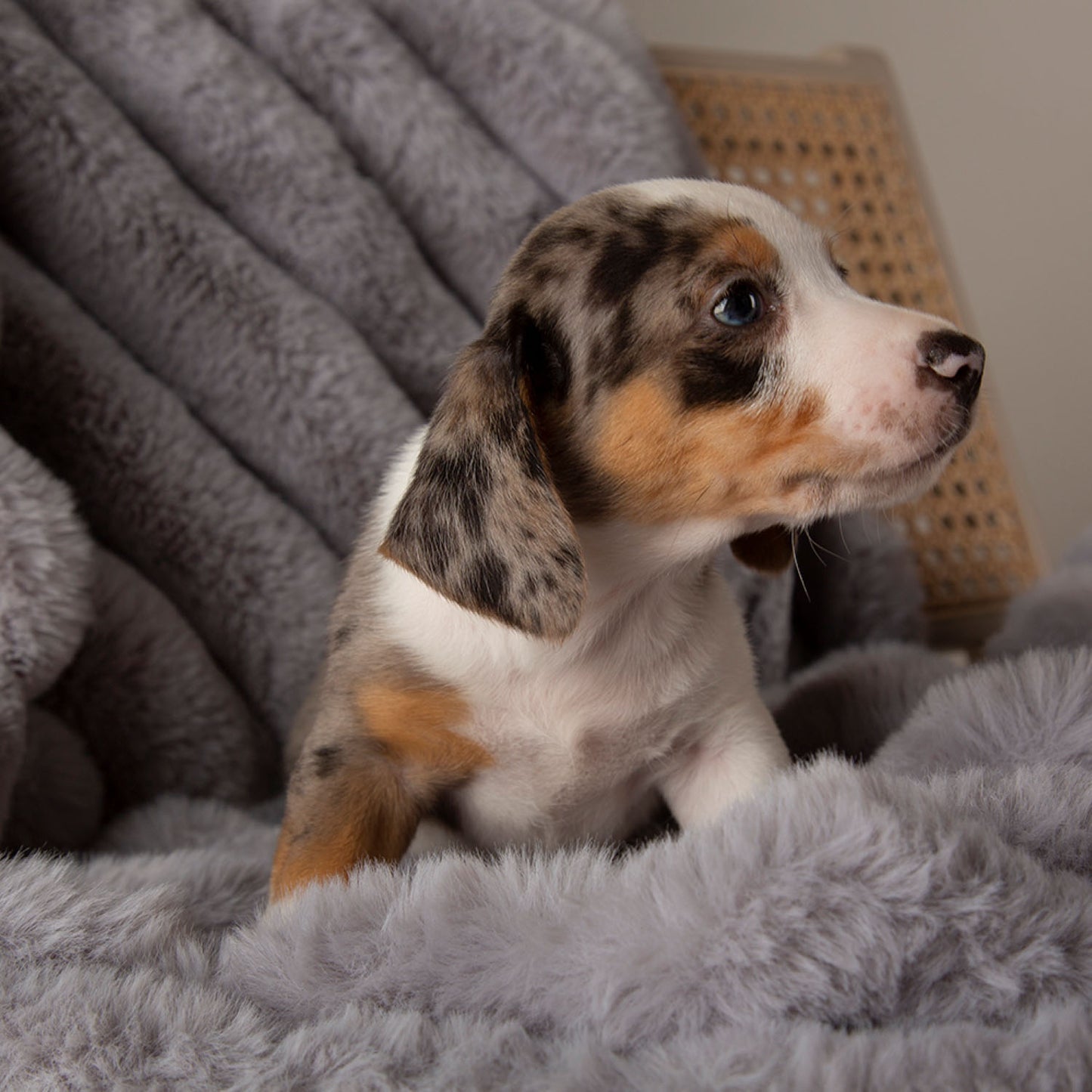 Scruffs Aspen Grey Faux Fur Pet Blanket