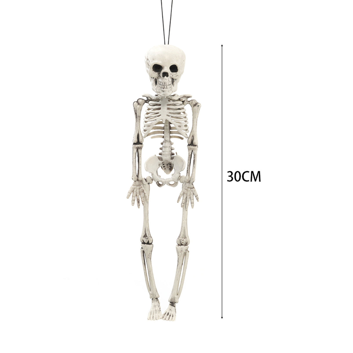 Halloween Human Anatomy Skeleton 30cm